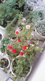 nakota'sGarden